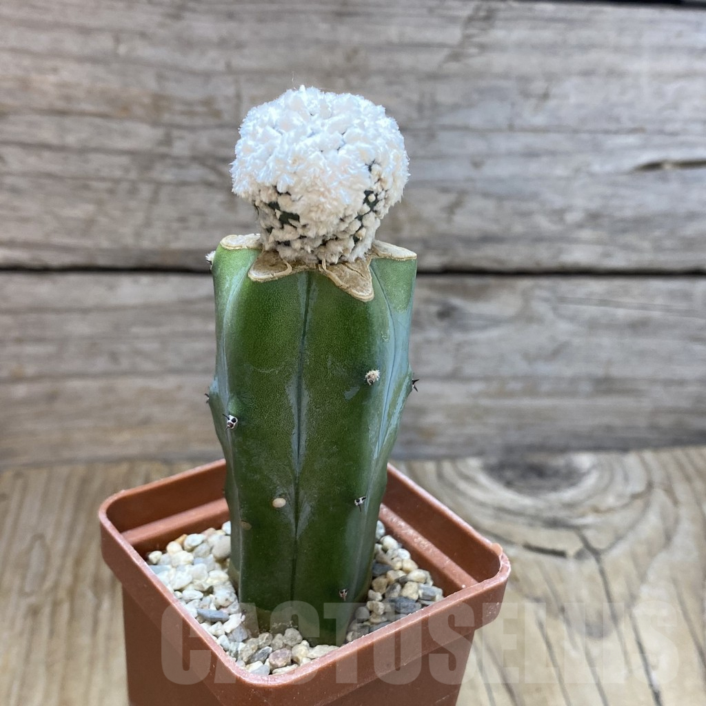 SH7066 Astrophytum asterias 'Super Kabuto' Snow, grafted - Image 2