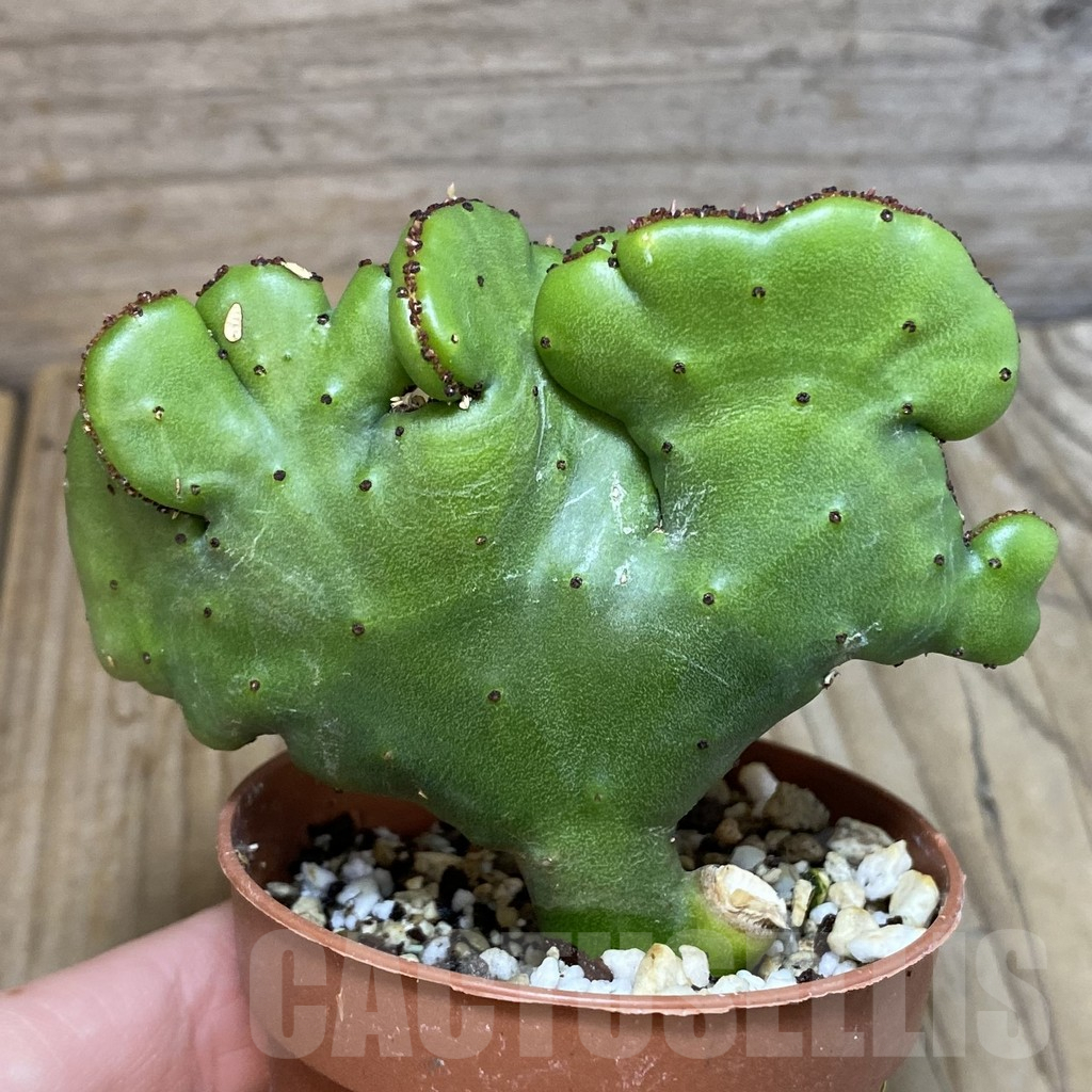 SH7074 Euphorbia leucodendron f. criatata - Image 2