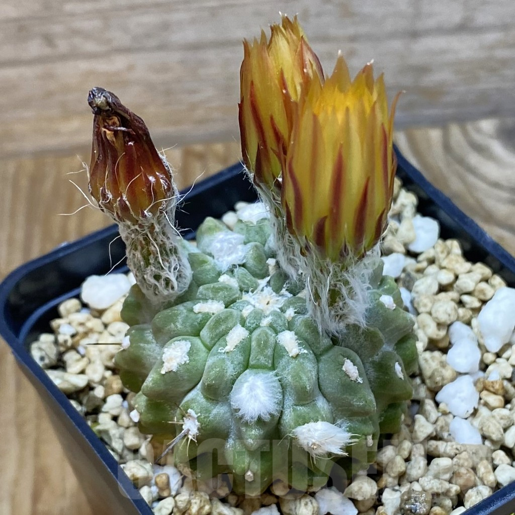 SH7077 Neoporteria deherdtiana - Image 3