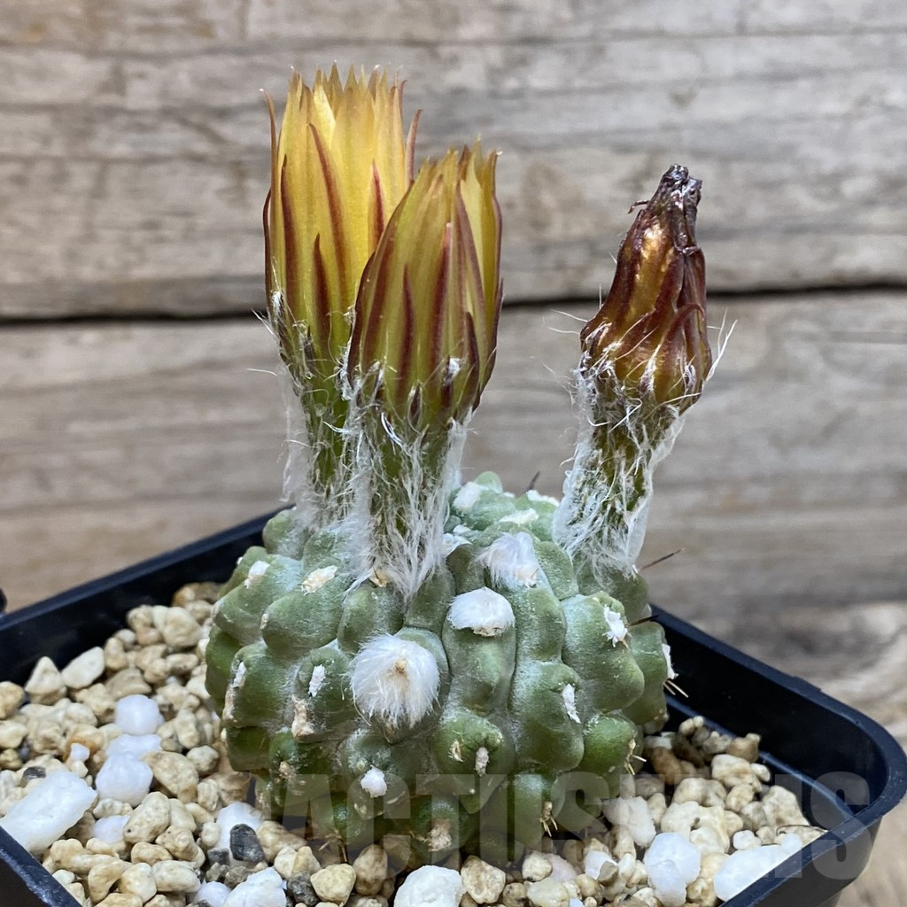 SH7077 Neoporteria deherdtiana - Image 2