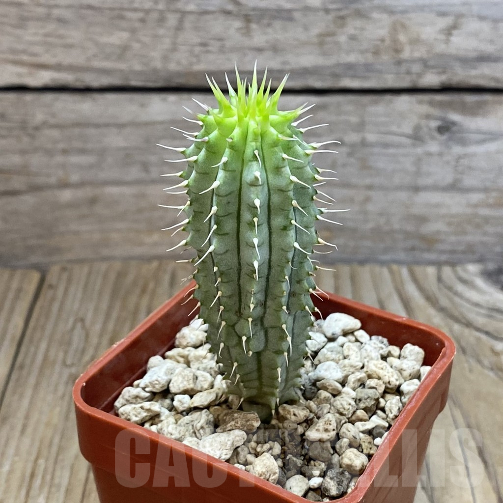 SH7080 Hoodia gordonii - Image 2