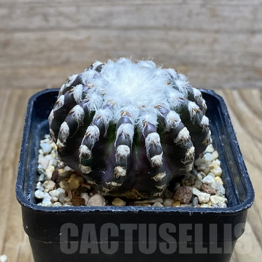 SH7207 Discocactus horstii, - Image 2