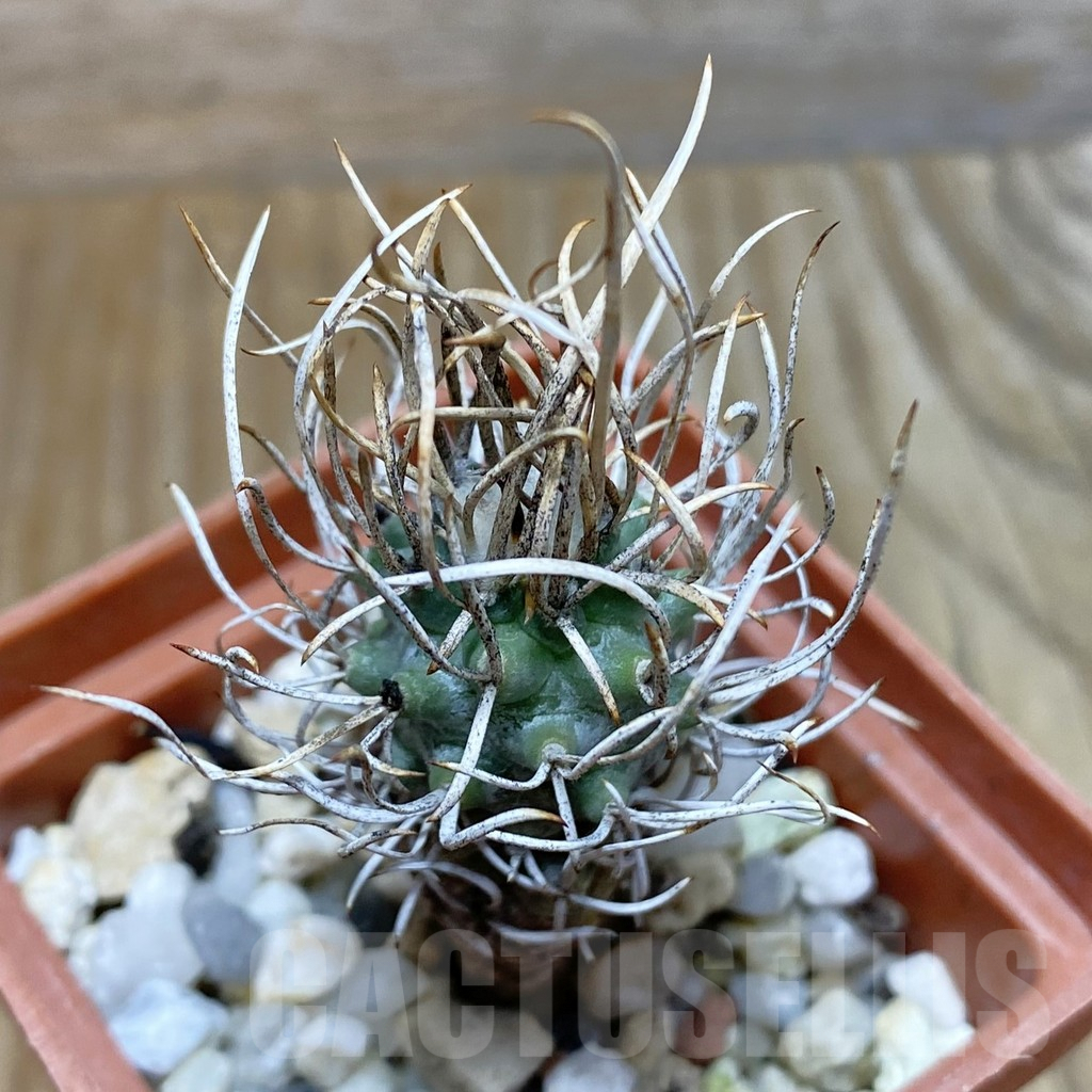 SH7209 Turbinicarpus flaviflorus