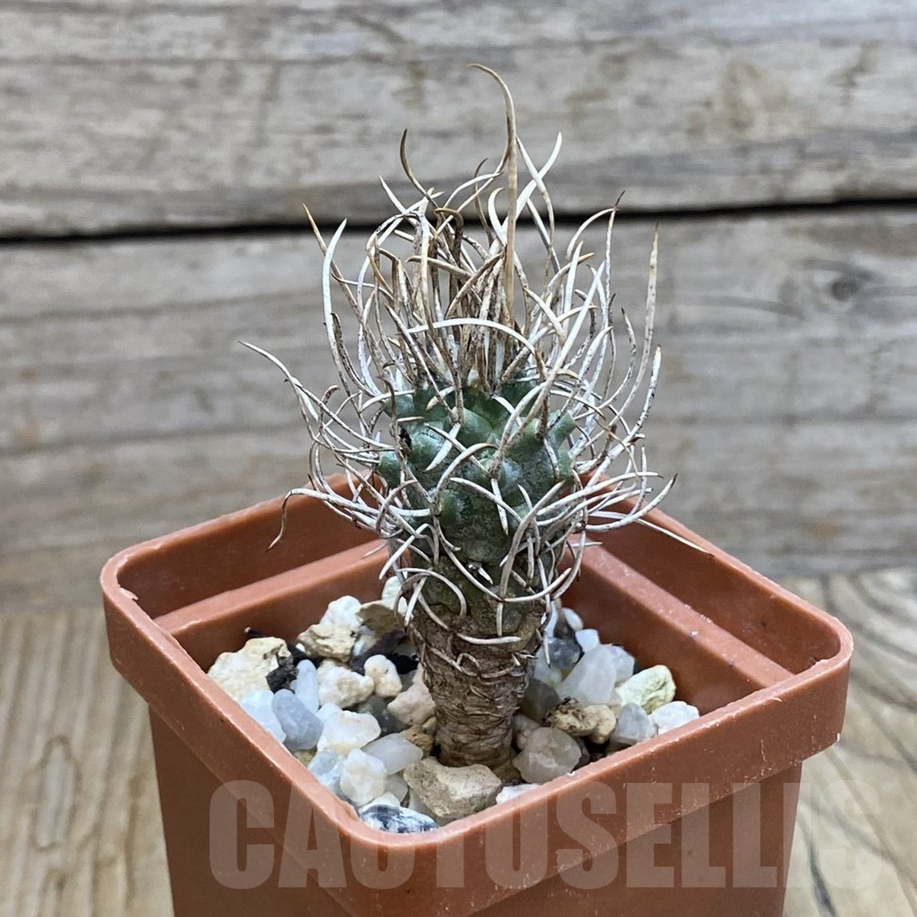 SH7209 Turbinicarpus flaviflorus - Image 2