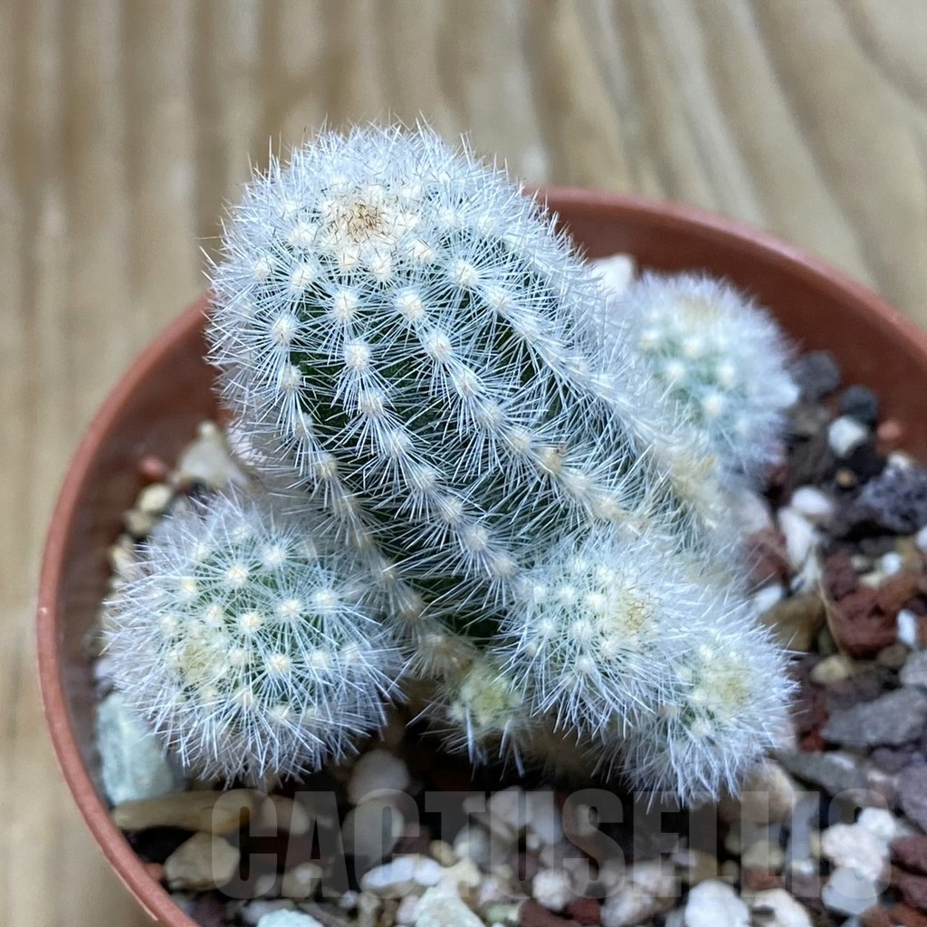 SH7211 Pygmaeocereus rowleyanus