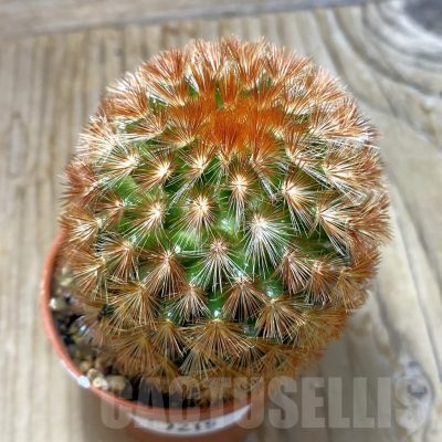 SH7215 Mammillaria carmenae f. rubrispina