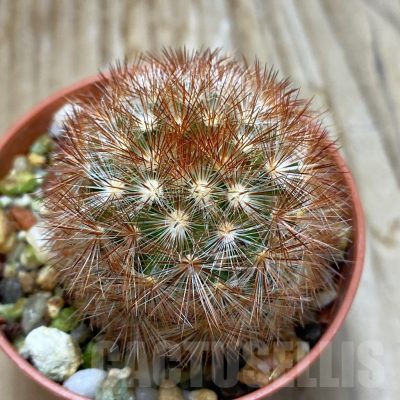 SH7216 Mammillaria carmenae f. rubrispina