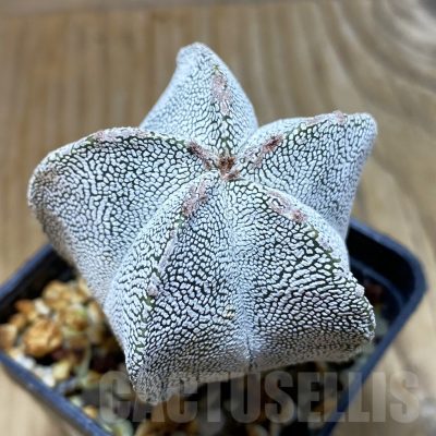 SH7218 Astrophytum myriostigma 'Onzuka'