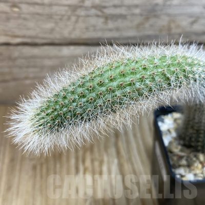 SH7222 Winterocereus colademononis