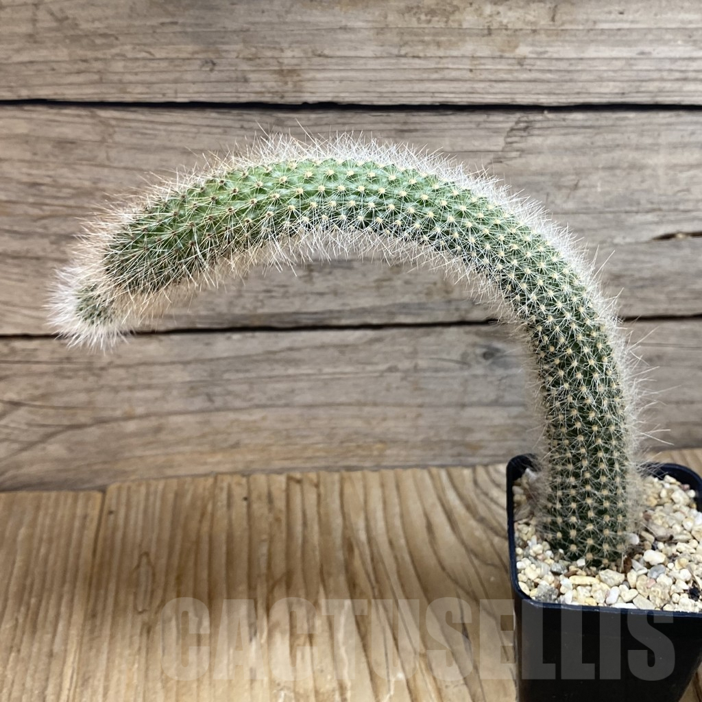 SH7223 Winterocereus colademononis - Image 2