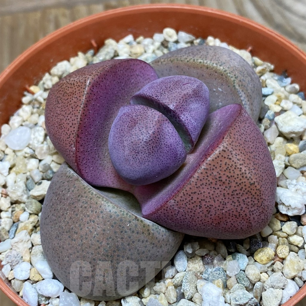 SH7226 Pleiospilos nellii ‘Royal Flash’