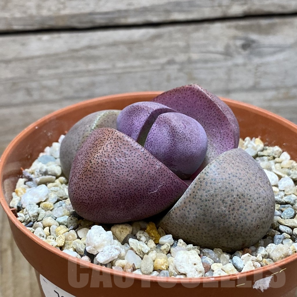 SH7226 Pleiospilos nellii ‘Royal Flash’ - Image 2