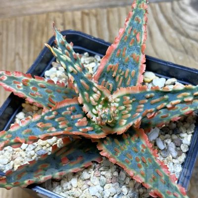 SH7227 Aloe TCT hybrid