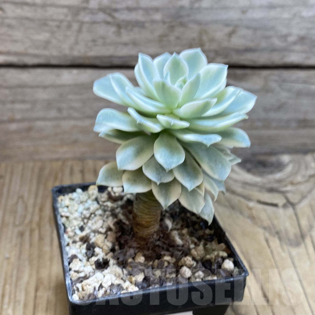 SH7230 Echeveria desmetiana f. variegata - Image 2