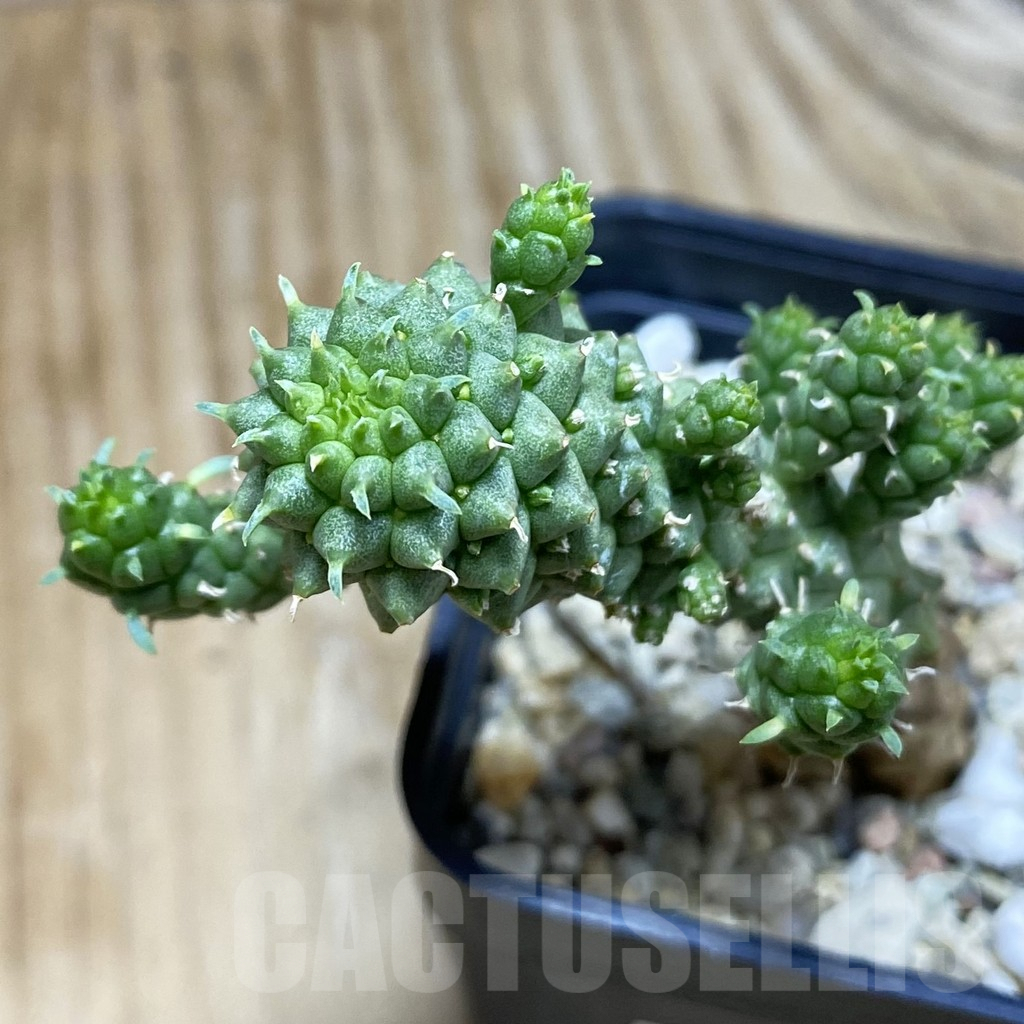 SH7232 Euphorbia ‘inermis’