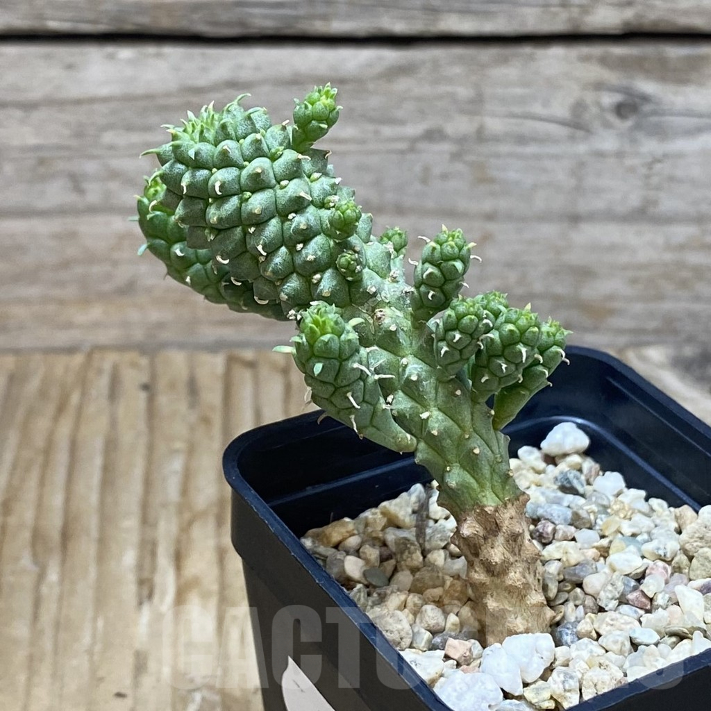 SH7232 Euphorbia ‘inermis’ - Image 2