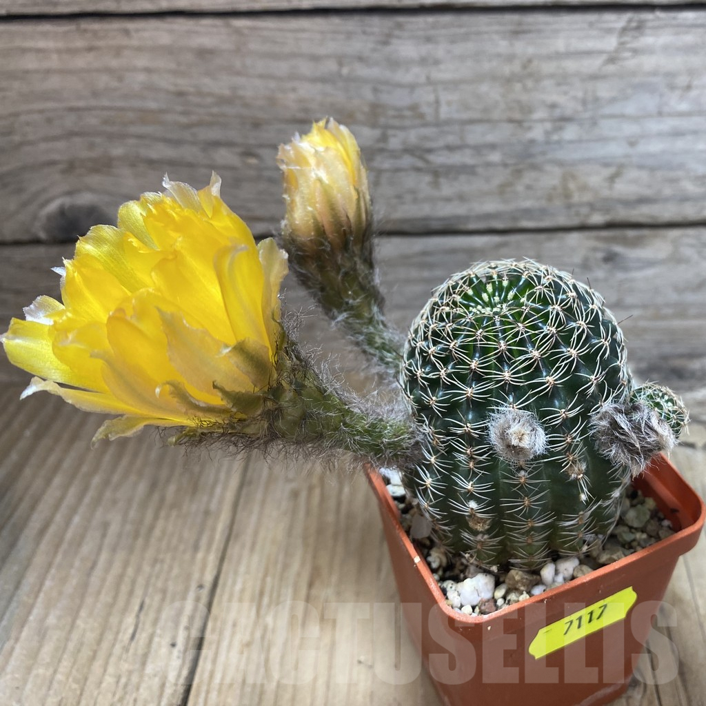 SH7117 Lobivia rebutioides - Image 2