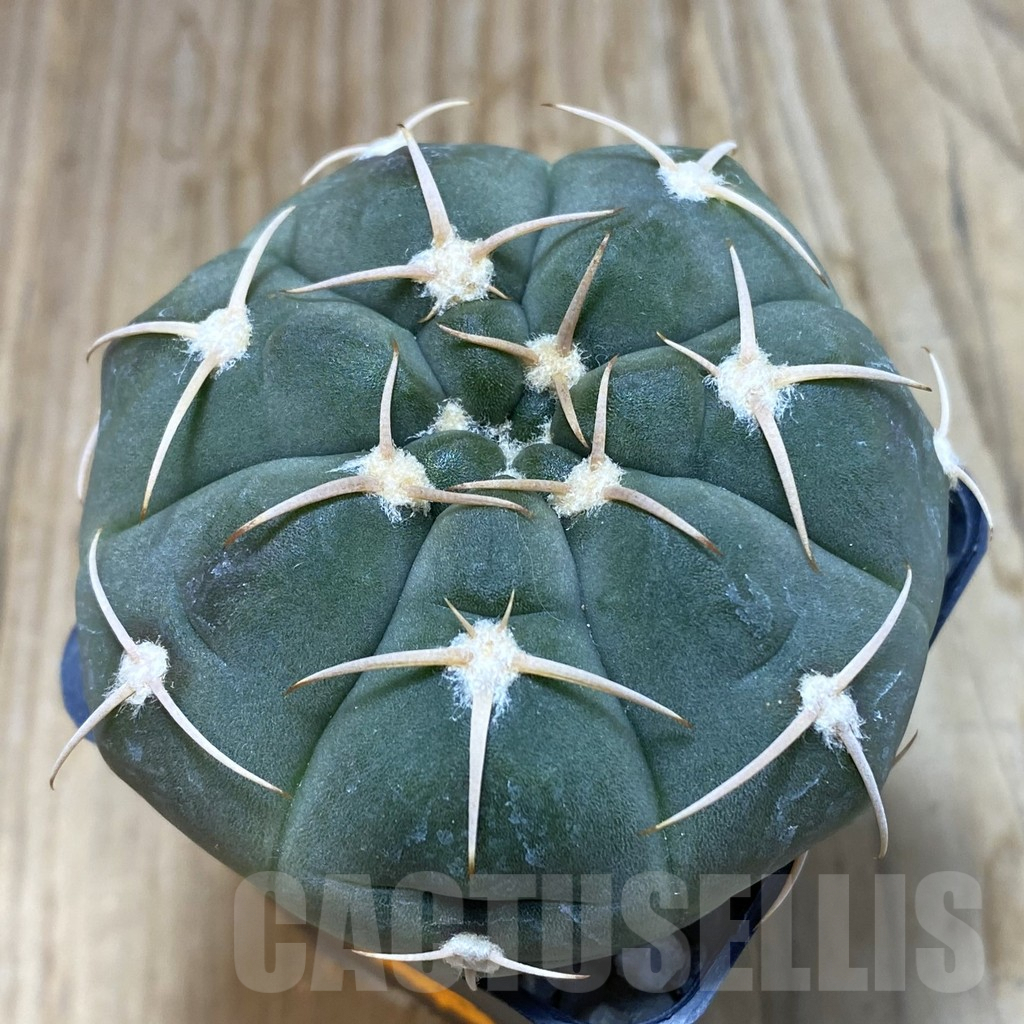 SH7186 Gymnocalycium bayrianum