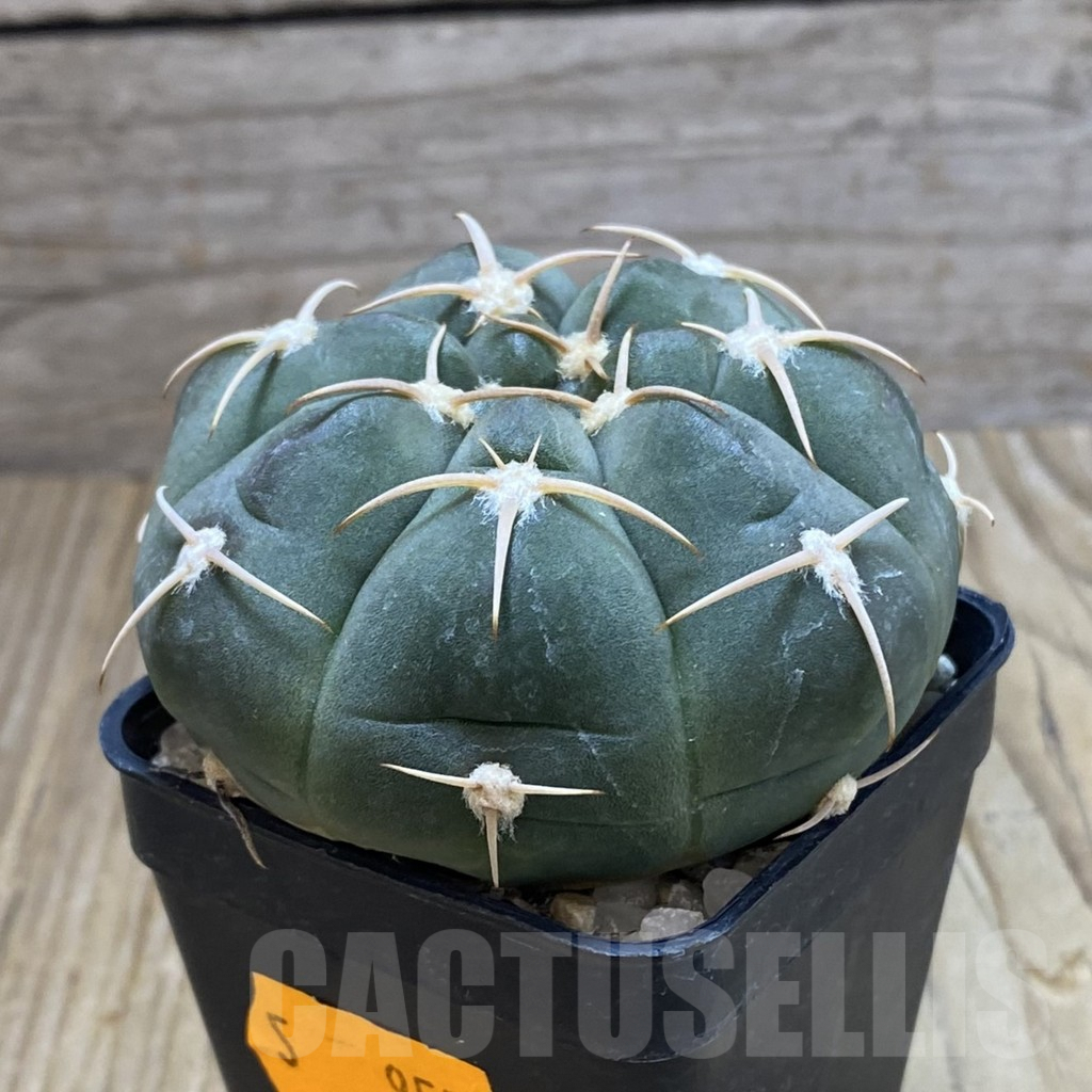 SH7186 Gymnocalycium bayrianum - Image 2