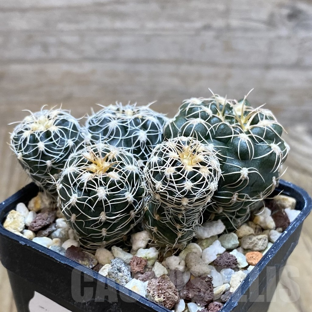 SH7188 Gymnocalycium bruchii - Image 2