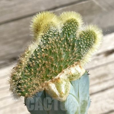 SH7189 Hildewintera aureispina f. cristata variegata, grafted