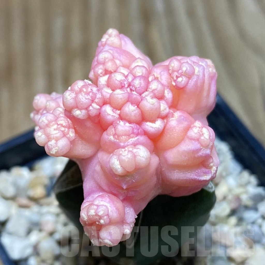 SH7192 Gymnocalycium mihanovichii ‘Transformer’ f. variegata, grafted