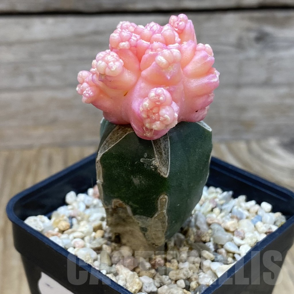 SH7192 Gymnocalycium mihanovichii ‘Transformer’ f. variegata, grafted - Image 2
