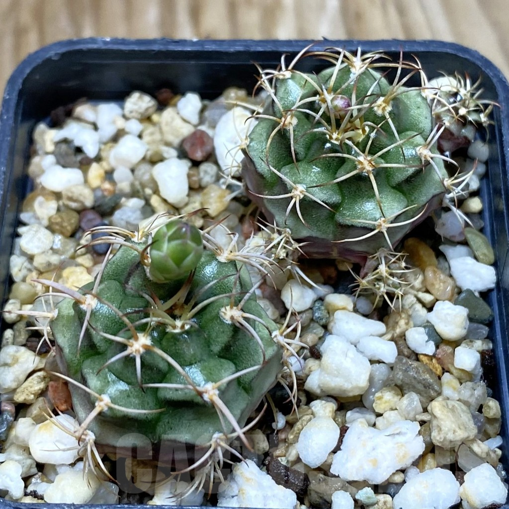 SH7200 Gymnocalycium damsii v. rotundulum, 2 plants