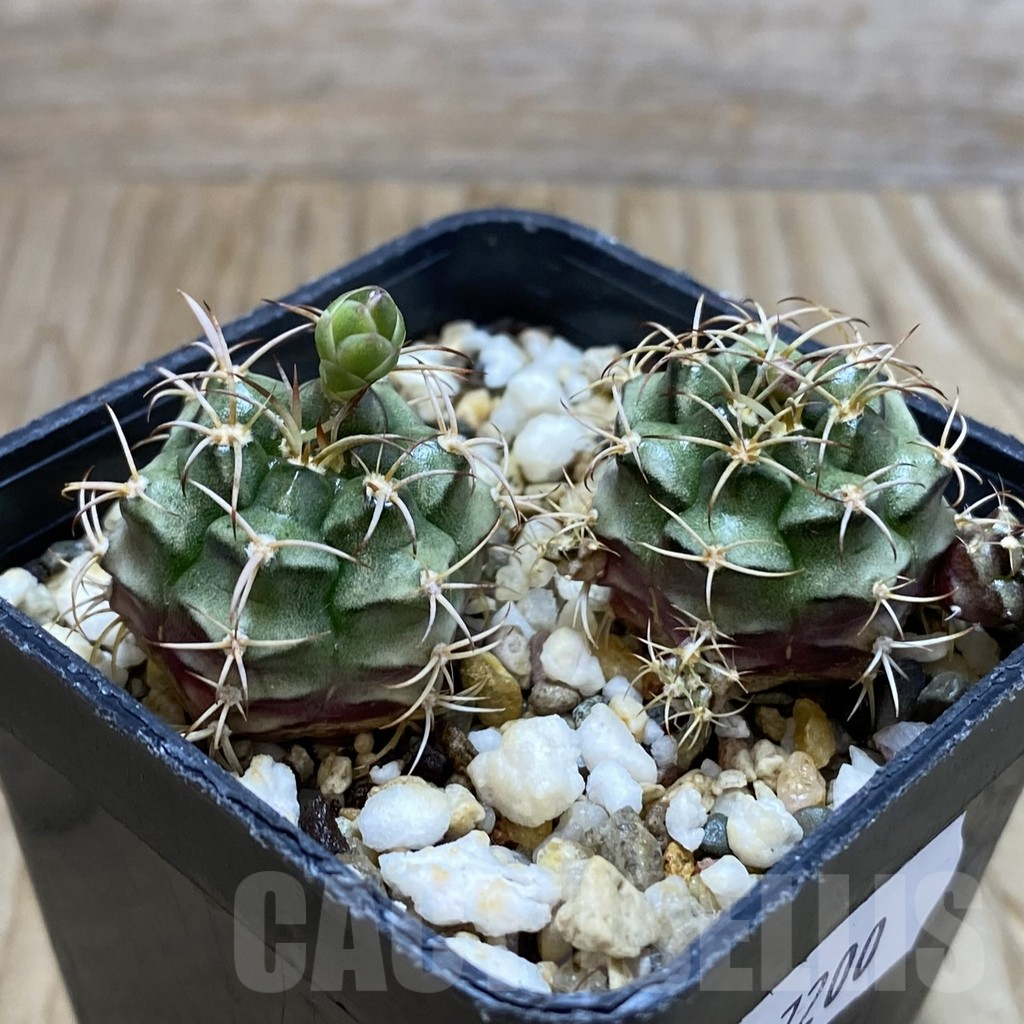 SH7200 Gymnocalycium damsii v. rotundulum, 2 plants - Image 2