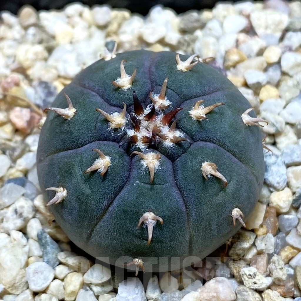 SH7201 Gymnocalycium spegazzinii v. unguispinum SL 443