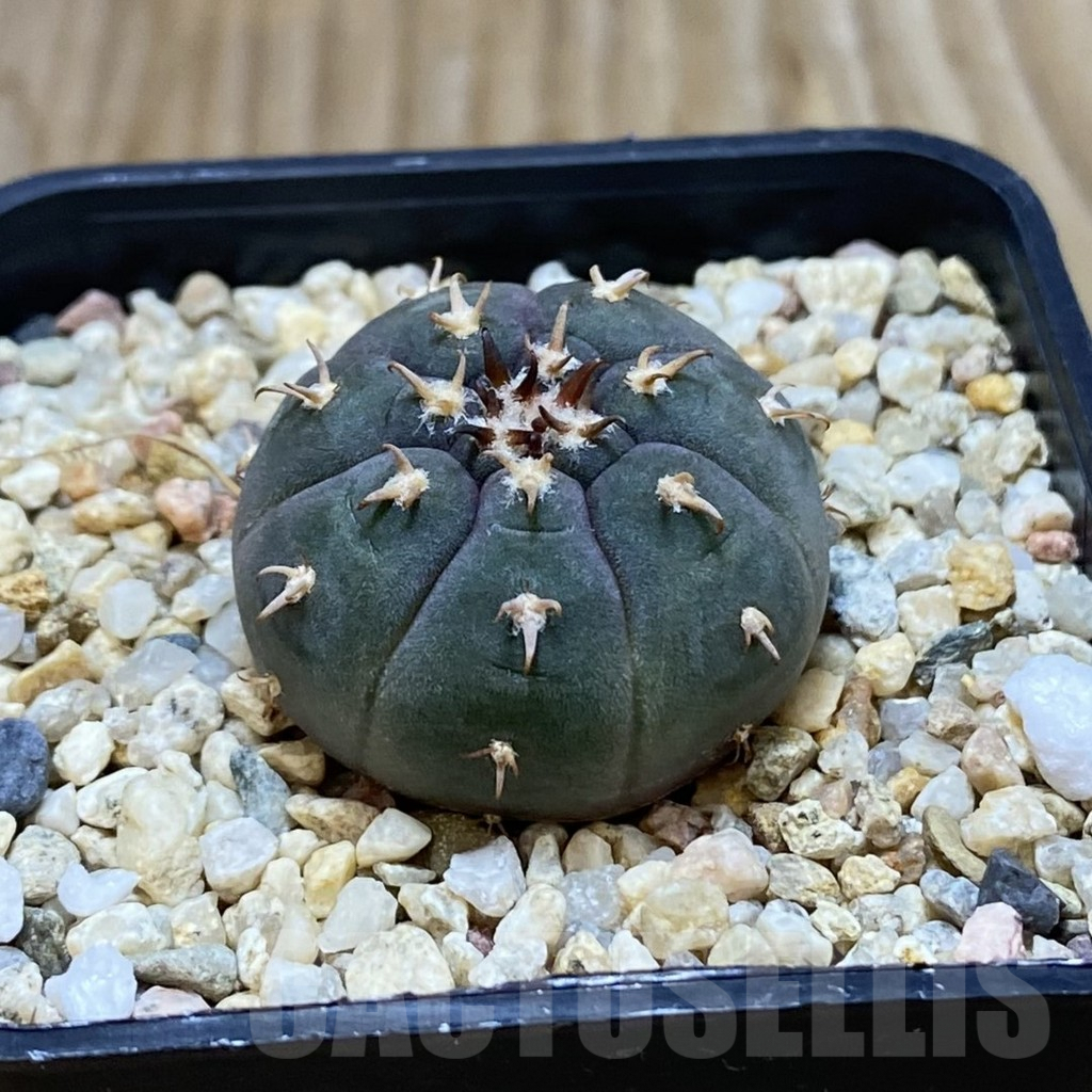 SH7201 Gymnocalycium spegazzinii v. unguispinum SL 443 - Image 2