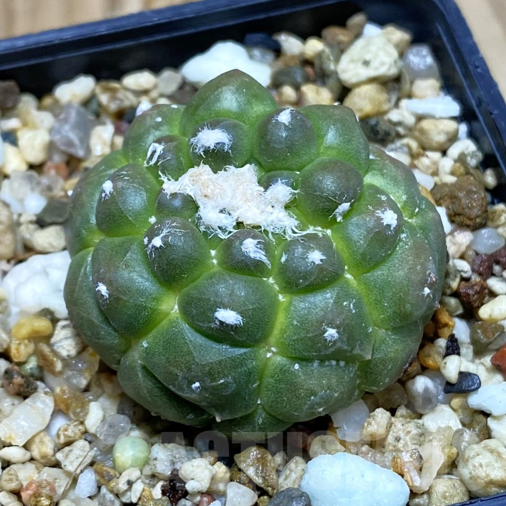 SH7204 Astrophytum asterias ‘Kikko’
