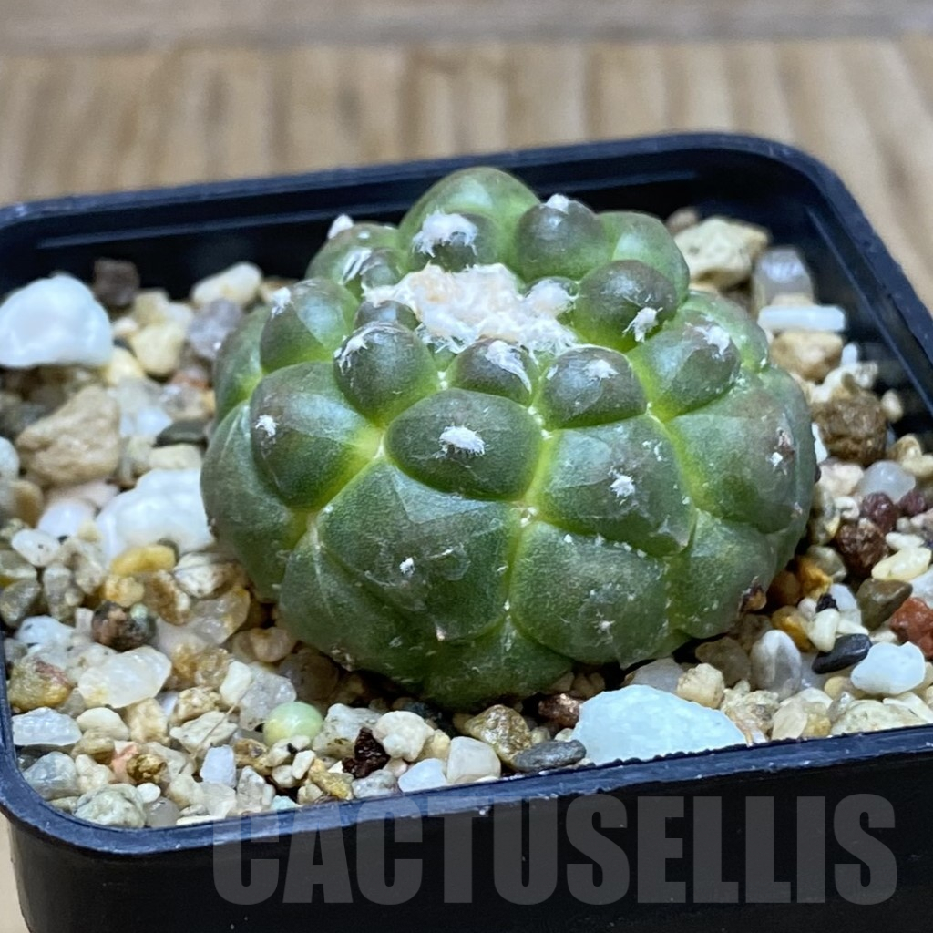 SH7204 Astrophytum asterias ‘Kikko’ - Image 2