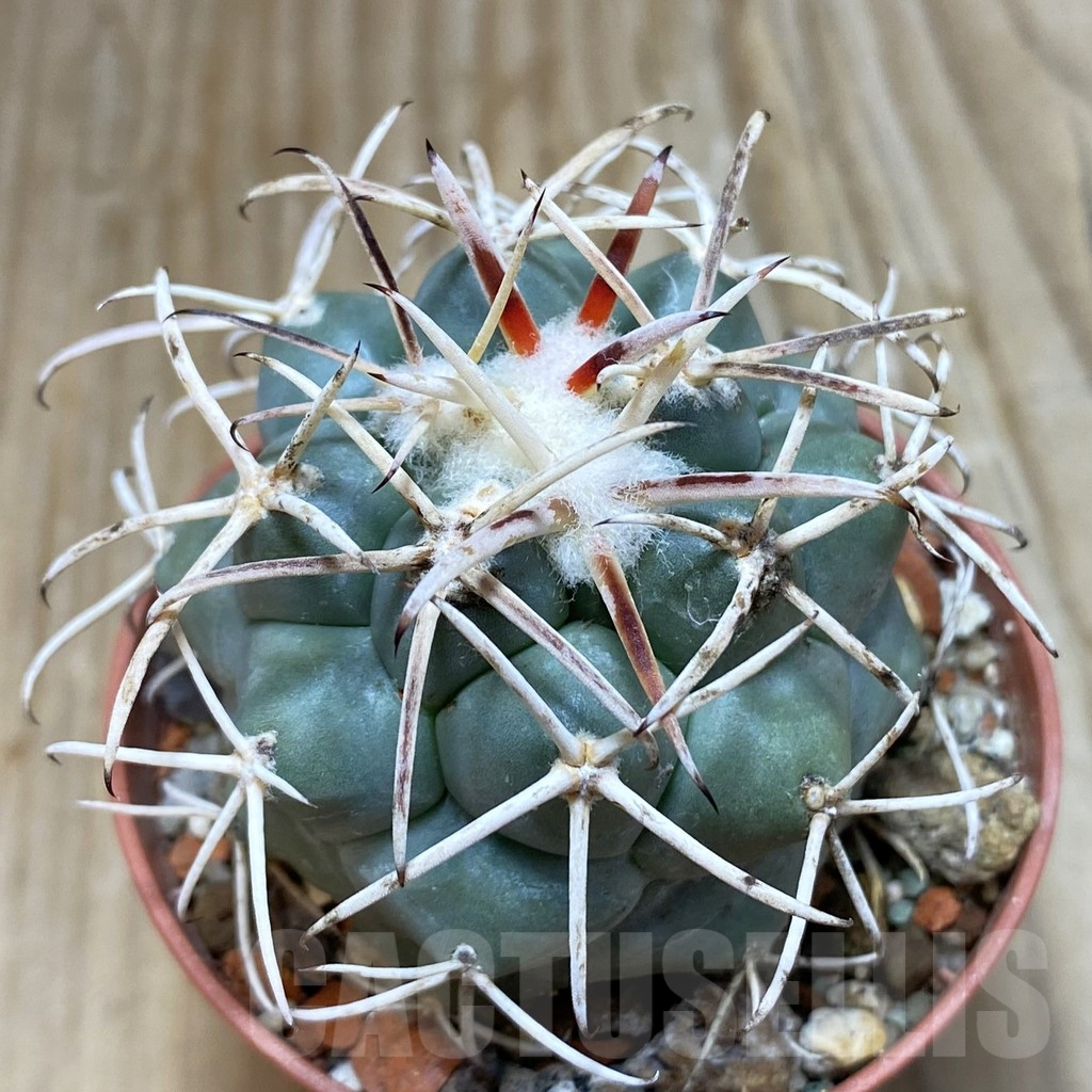SH7205 Coryphantha poselgeriana v. valida