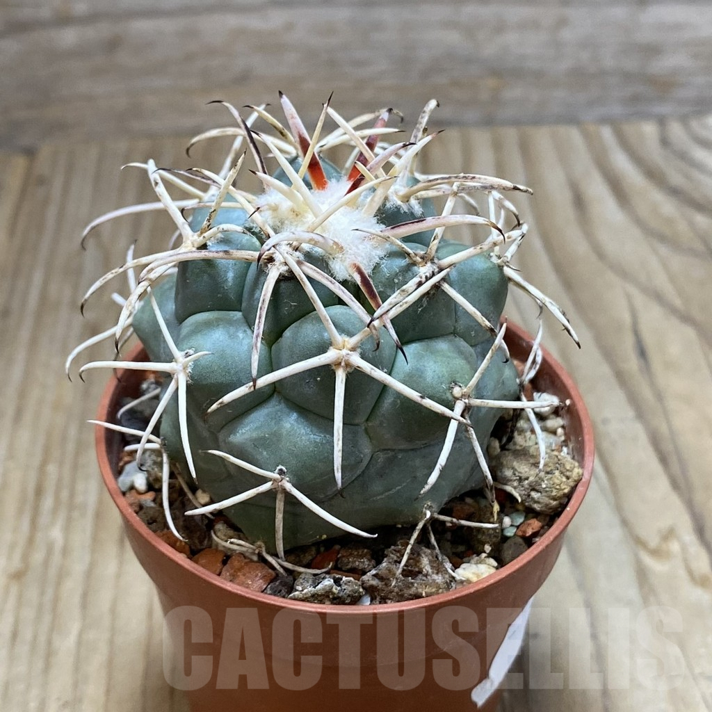 SH7205 Coryphantha poselgeriana v. valida - Image 2
