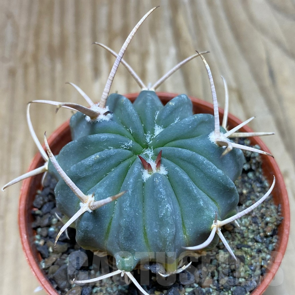 SH7315 Echinofossulocactus coptonogonus PP 959 -Ventura SLP-