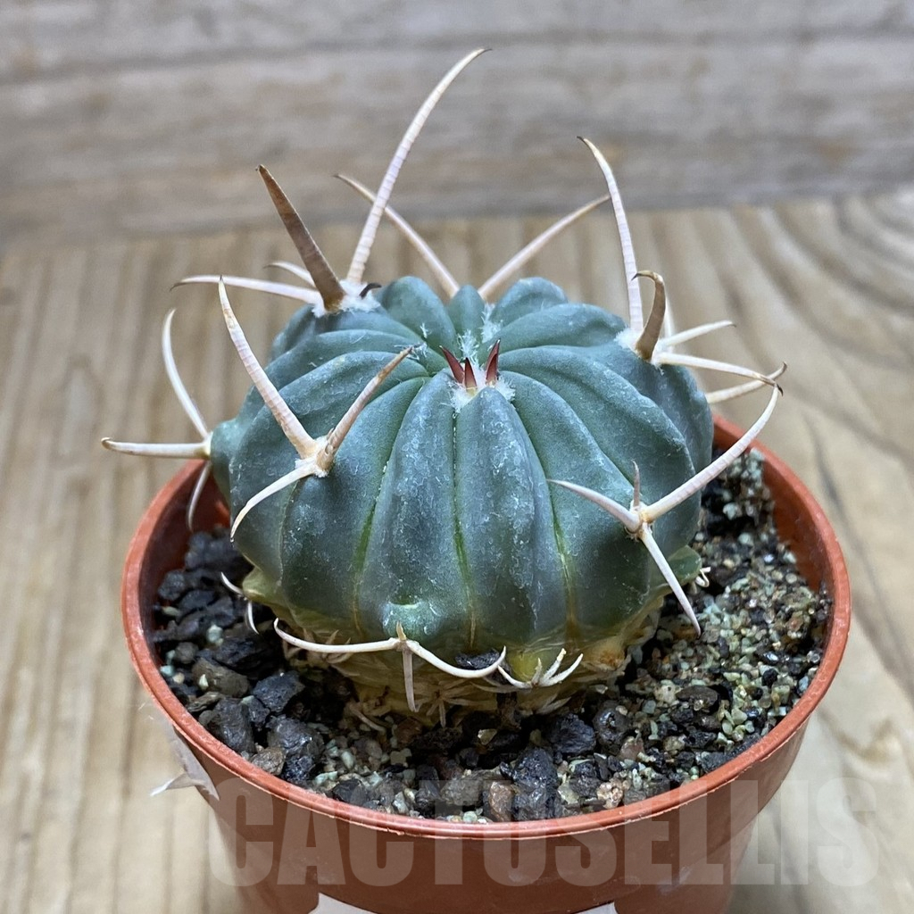 SH7315 Echinofossulocactus coptonogonus PP 959 -Ventura SLP- - Image 2