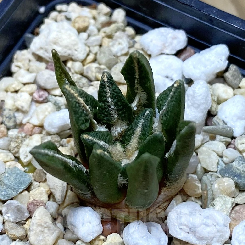SH7351 Ariocarpus kotschoubeyanus hybrid, seedling, own roots