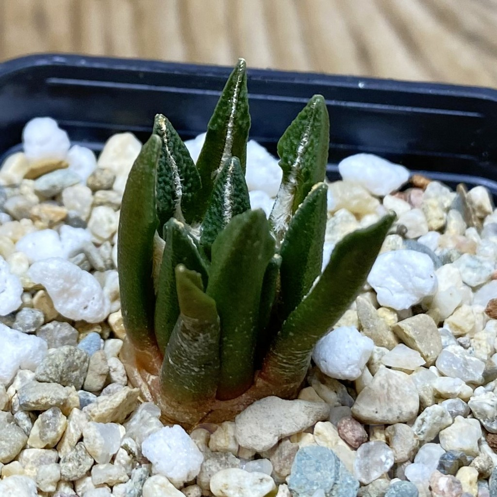 SH7351 Ariocarpus kotschoubeyanus hybrid, seedling, own roots - Image 2