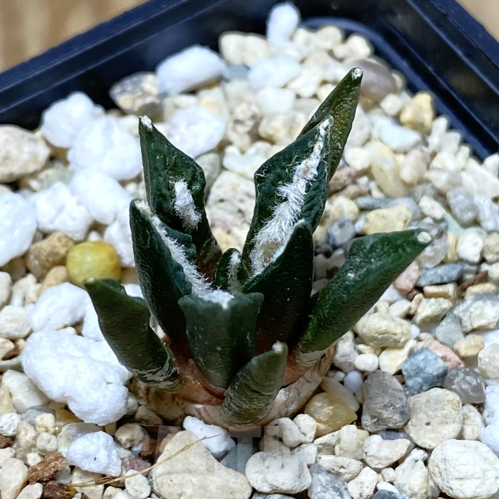 SH7352 Ariocarpus kotschoubeyanus hybrid, seedling, own roots - Image 2