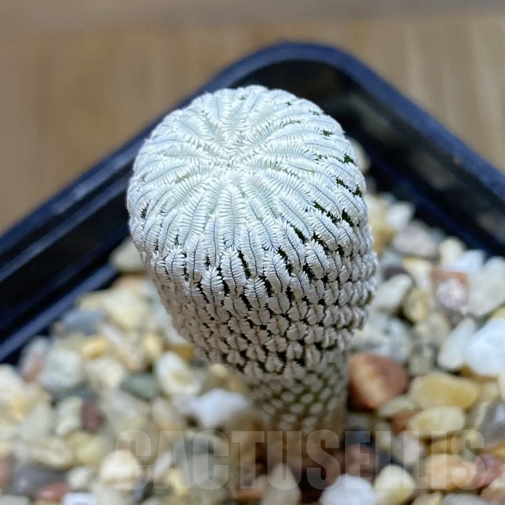 SH7356 Pelecyphora aselliformis RS 550, own roots