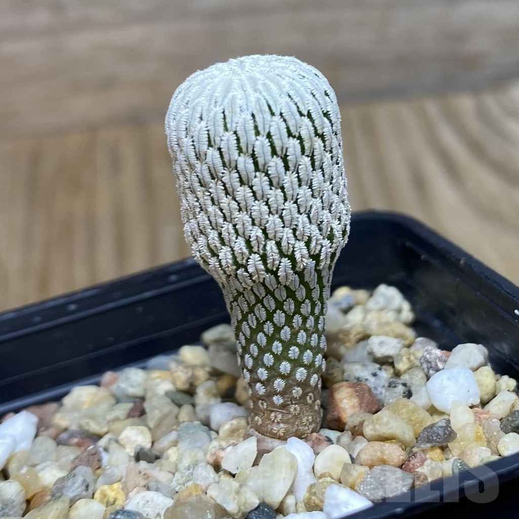 SH7356 Pelecyphora aselliformis RS 550, own roots - Image 2