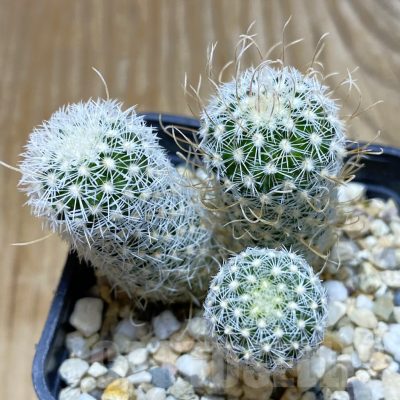 SH7357 Stenocactus phyllacanthus v. violaciflorus SB 438