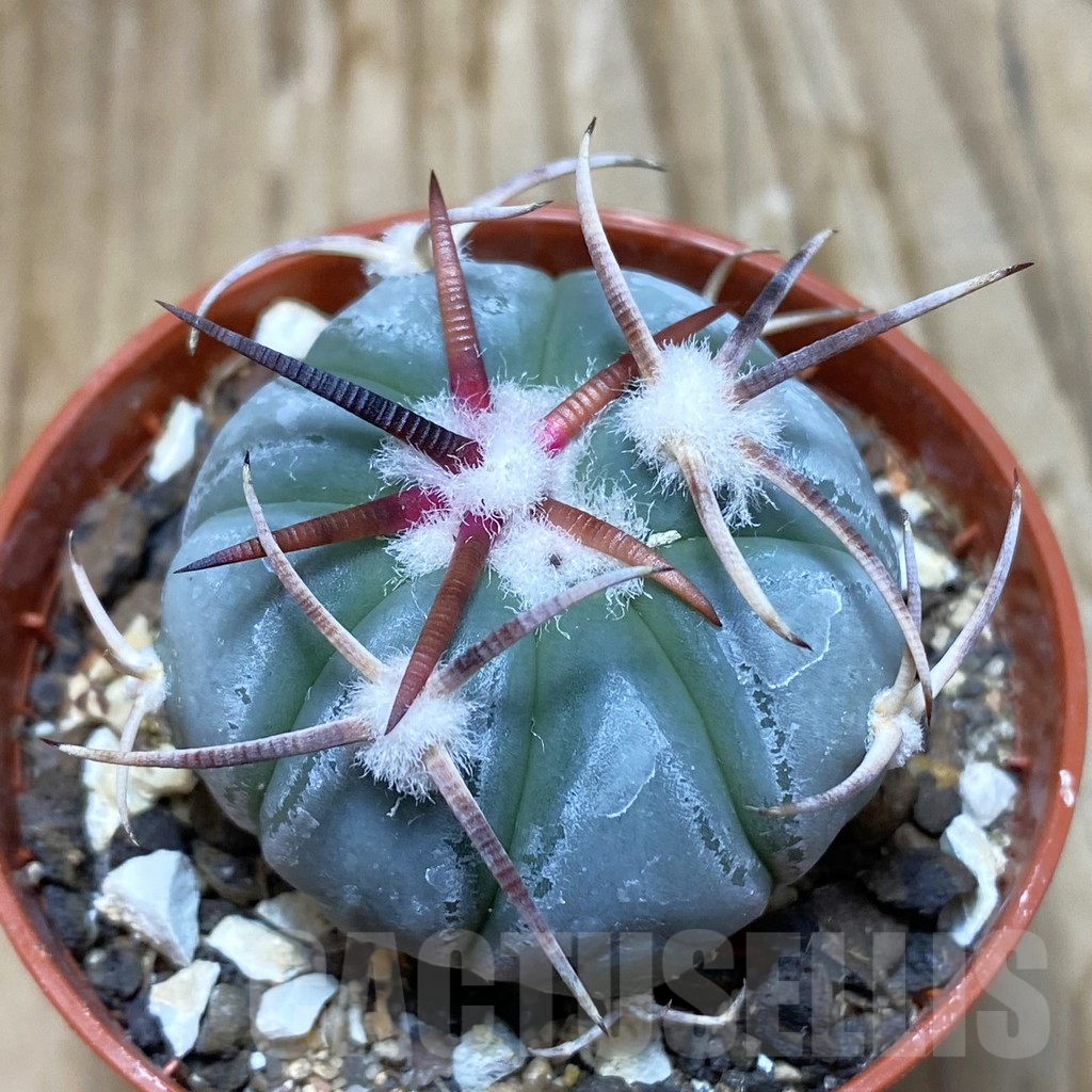 SH7316 Echinocactus horizonthalonius MR 21