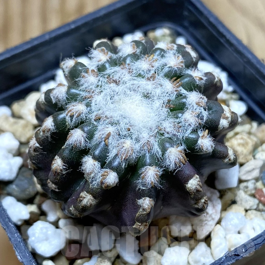 SH7359 Discocactus horstii