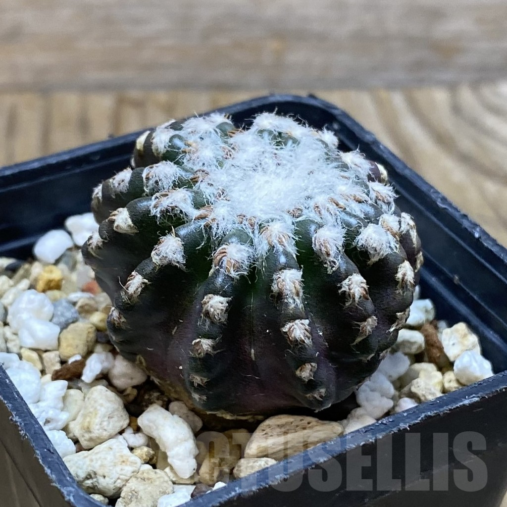 SH7359 Discocactus horstii - Image 2