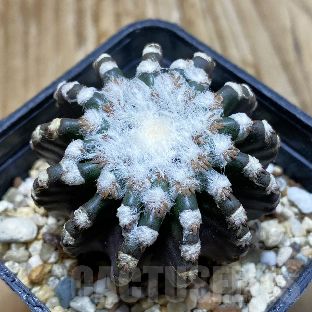 SH7360 Discocactus horstii