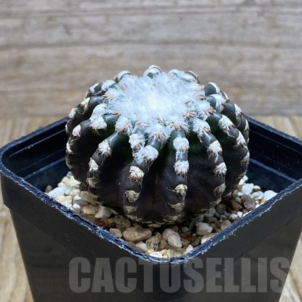SH7360 Discocactus horstii - Image 2