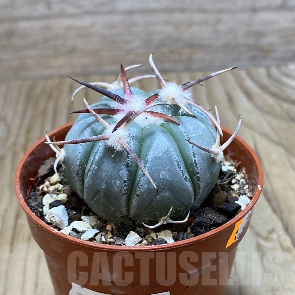 SH7316 Echinocactus horizonthalonius MR 21 - Image 2