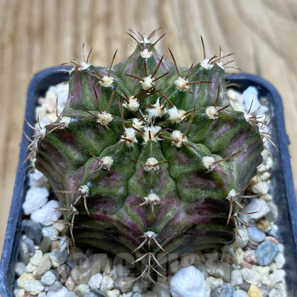 SH7367 Gymnocalycium mihanovichii ‘T-Rex’ hybrid, seedling